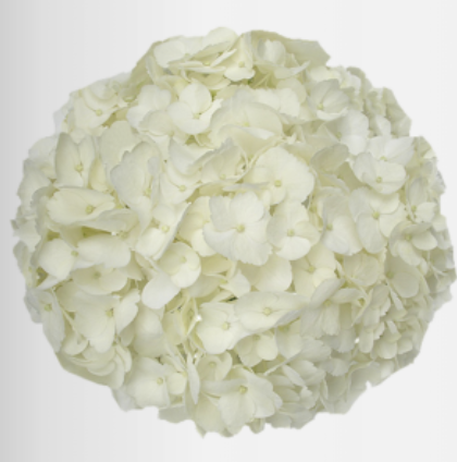 Hydrangea White - Premium